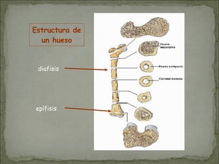 diafisis
epífisis
Estructura de
un hueso
 