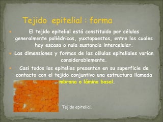● El tejido epitelial está constituido por células
generalmente poliédricas, yuxtapuestas, entre las cuales
hay escasa o nula sustancia intercelular.
● Las dimensiones y formas de las células epiteliales varían
considerablemente.
● Casi todos los epitelios presentan en su superficie de
contacto con el tejido conjuntivo una estructura llamada
membrana o lámina basal.
Tejido epitelial.
Tejido epitelial : forma
 