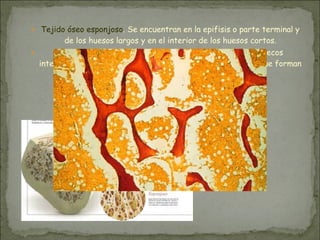 ● Tejido óseo esponjoso. Se encuentran en la epifisis o parte terminal y
de los huesos largos y en el interior de los huesos cortos.
● Está formado por placas de hueso, estas placas dejan huecos
interconectados ocupados por la médula ósea roja el tejido que forman
las células sanguíneas.
 