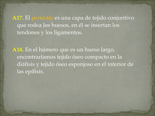 A17. El periostio es una capa de tejido conjuntivo
que rodea los huesos, en él se insertan los
tendones y los ligamentos.
A18. En el húmero que es un hueso largo,
encontraríamos tejido óseo compacto en la
diáfisis y tejido óseo esponjoso en el interior de
las epífisis.
 