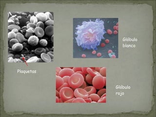 Glóbulo
blanco
Glóbulo
rojo
Plaquetas
 