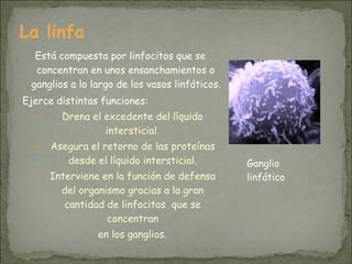 La linfa
Está compuesta por linfocitos que se
concentran en unos ensanchamientos o
ganglios a lo largo de los vasos linfáticos.
Ejerce distintas funciones:
● Drena el excedente del líquido
intersticial.
● Asegura el retorno de las proteínas
desde el líquido intersticial.
● Interviene en la función de defensa
del organismo gracias a la gran
cantidad de linfocitos que se
concentran
en los ganglios.
Ganglio
linfático
 