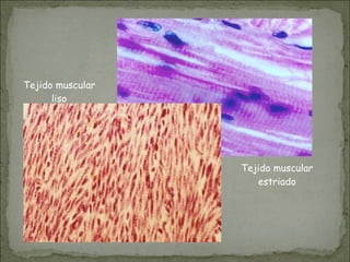 Tejido muscular
estriado
Tejido muscular
liso
 