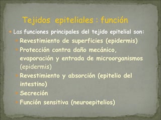 ● Las funciones principales del tejido epitelial son:
● Revestimiento de superficies (epidermis)
● Protección contra daño mecánico,
evaporación y entrada de microorganismos
(epidermis)
● Revestimiento y absorción (epitelio del
intestino)
● Secreción
● Función sensitiva (neuroepitelios)
Tejidos epiteliales : función
 
