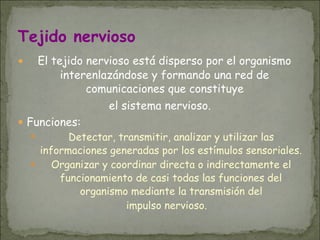 ● El tejido nervioso está disperso por el organismo
interenlazándose y formando una red de
comunicaciones que constituye
el sistema nervioso.
● Funciones:
● Detectar, transmitir, analizar y utilizar las
informaciones generadas por los estímulos sensoriales.
● Organizar y coordinar directa o indirectamente el
funcionamiento de casi todas las funciones del
organismo mediante la transmisión del
impulso nervioso.
Tejido nervioso
 