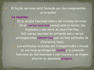 ● El tejido nervioso está formado por dos componentes
principales:
● La neurona:
● Es la unidad funcional básica del sistema nervioso.
● En el cuerpo neuronal (soma) está el núcleo, los
orgánulos y una serie de neurofibrillas.
● Del cuerpo neuronal se extiende una o varias
prolongaciones (dendritas) que reciben estímulos de
diferentes tipos.
● Los estímulos recibidos son transportados a través
de una larga prolongación (axón) y la conexión
funcional de dos neuronas o una neurona y un órgano
efector se denomina sinapsis.
 