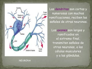 NEURONA
Las dendritas son cortas y
numerosas con muchas
ramificaciones, reciben las
señales de otras neuronas.
Los axones son largos y
ramificados en
el extremo final,
transmiten señales de
otras neuronas, a las
células musculares
y a las glándulas.
 