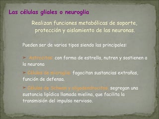 Las células gliales o neuroglia
Realizan funciones metabólicas de soporte,
protección y aislamiento de las neuronas.
Pueden ser de varios tipos siendo las principales:
➢ Astrocitos: con forma de estrella, nutren y sostienen a
la neurona
➢ Células de microglia: fagocitan sustancias extrañas,
función de defensa.
➢ Células de Schwan y oligodendrocitos: segregan una
sustancia lipídica llamada mielina, que facilita la
transmisión del impulso nervioso.
 