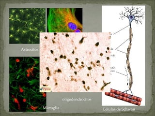 Astrocitos
Microglia Células de Schwan
oligodendrocitos
 
