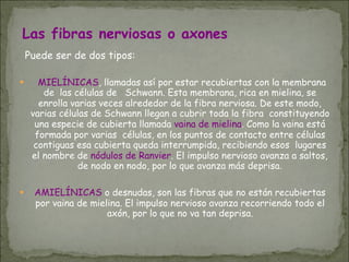 Las fibras nerviosas o axones
Puede ser de dos tipos:
● MIELÍNICAS, llamadas así por estar recubiertas con la membrana
de las células de   Schwann. Esta membrana, rica en mielina, se
enrolla varias veces alrededor de la fibra nerviosa. De este modo,
varias células de Schwann llegan a cubrir toda la fibra  constituyendo
una especie de cubierta llamada vaina de mielina. Como la vaina está
formada por varias  células, en los puntos de contacto entre células
contiguas esa cubierta queda interrumpida, recibiendo esos  lugares
el nombre de nódulos de Ranvier. El impulso nervioso avanza a saltos,
de nodo en nodo, por lo que avanza más deprisa.
● AMIELÍNICAS o desnudas, son las fibras que no están recubiertas
por vaina de mielina. El impulso nervioso avanza recorriendo todo el
axón, por lo que no va tan deprisa.
 