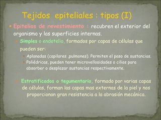 ● Epitelios de revestimiento : recubren el exterior del
organismo y las superficies internas.
● Simples o endotelio, formados por capas de células que
pueden ser:
● Aplanadas (capilares ,pulmones). Permiten el paso de sustancias.
● Poliédricas, pueden tener microvellosidades o cilios para
absorber o desplazar sustancias respectivamente.
● Estratificados o tegumentario, formado por varias capas
de células, forman las capas mas externas de la piel y nos
proporcionan gran resistencia a la abrasión mecánica.
Tejidos epiteliales : tipos (I)
 