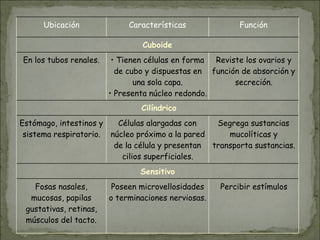 Ubicación Características Función
Cuboide
En los tubos renales. • Tienen células en forma
de cubo y dispuestas en
una sola capa.
• Presenta núcleo redondo.
Reviste los ovarios y
función de absorción y
secreción.
Cilíndrico
Estómago, intestinos y
sistema respiratorio.
Células alargadas con
núcleo próximo a la pared
de la célula y presentan
cilios superficiales.
Segrega sustancias
mucolíticas y
transporta sustancias.
Sensitivo
Fosas nasales,
mucosas, papilas
gustativas, retinas,
músculos del tacto.
Poseen microvellosidades
o terminaciones nerviosas.
Percibir estímulos
 