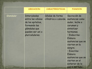 UBICACIÓN CARACTERÍSTICAS FUNCIÓN
Glandular Intercaladas
entre las células
de los epitelios,
formando las
glándulas que
pueden ser uni o
pluricelulares.
Células de forma
cilíndrica o cuboide.
Secreción de
sustancias como
sudar, leche o
cerumen y
sintetizar
hormonas.
• Endocrino:
Elabora
sustancias que se
vierten en la
sangre.
• Exocrino:
Elabora
sustancias que se
vierten en el
exterior de la
piel o del tubo
 