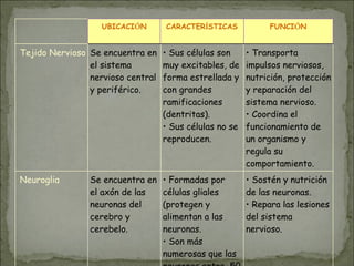UBICACIÓN CARACTERÍSTICAS FUNCIÓN
Tejido Nervioso Se encuentra en
el sistema
nervioso central
y periférico.
• Sus células son
muy excitables, de
forma estrellada y
con grandes
ramificaciones
(dentritas).
• Sus células no se
reproducen.
• Transporta
impulsos nerviosos,
nutrición, protección
y reparación del
sistema nervioso.
• Coordina el
funcionamiento de
un organismo y
regula su
comportamiento.
Neuroglia Se encuentra en
el axón de las
neuronas del
cerebro y
cerebelo.
• Formadas por
células gliales
(protegen y
alimentan a las
neuronas.
• Son más
numerosas que las
• Sostén y nutrición
de las neuronas.
• Repara las lesiones
del sistema
nervioso.
 