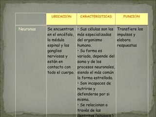 UBICACIÓN CARACTERÍSTICAS FUNCIÓN
Neuronas Se encuentran
en el encéfalo,
la médula
espinal y los
ganglios
nerviosas y
están en
contacto con
todo el cuerpo.
• Sus células son las
más especializadas
del organismo
humano.
• Su forma es
variada, depende del
soma y de los
procesos neuronales,
siendo el más común
la forma estrellada.
• Son incapaces de
nutrirse y
defenderse por si
misma.
• Se relacionan a
través de las
dentritas (sinapsis.)
Transfiere los
impulsos y
elabora
respuestas
 