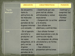 UBICACIÓN CARACTERÍSTICAS FUNCIÓN
Tejido
Muscular
Se encuentra
tanto la
estructura de
los músculos
como las
paredes de los
órganos internos
y el corazón.
- Constituido por una
gran red de células
entrelazadas y vainas
musculares
- Composición: La actina
y la miosina.
- Sus células son
elásticas y contráctiles.
- Contraer y
comprimir los
músculos.
- Formar
palancas
Liso - En el aparato
excretor y
productor, en
los vasos
sanguíneos, en la
piel y en los
órganos
internos( en la
paredes de la
viseras huecas)
- Sus células forman
ases musculares y son de
contracción rápida.
- Se componen de células
unicelulares y en forma
de huso.
- Sus células no
presentan estriaciones.
 