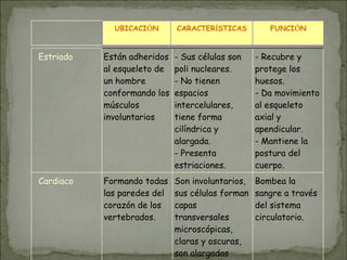 UBICACIÓN CARACTERÍSTICAS FUNCIÓN
Estriado Están adheridos
al esqueleto de
un hombre
conformando los
músculos
involuntarios
- Sus células son
poli nucleares.
- No tienen
espacios
intercelulares,
tiene forma
cilíndrica y
alargada.
- Presenta
estriaciones.
- Recubre y
protege los
huesos.
- Da movimiento
al esqueleto
axial y
apendicular.
- Mantiene la
postura del
cuerpo.
Cardiaco Formando todas
las paredes del
corazón de los
vertebrados.
Son involuntarios,
sus células forman
capas
transversales
microscópicas,
claras y oscuras,
son alargadas
Bombea la
sangre a través
del sistema
circulatorio.
 
