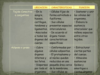 UBICACIÓN CARACTERÍSTICAS FUNCIÓN
Tejido Conectivo
o conjuntivo
• En la
sangre,
huesos,
cartílagos,
tendones y
ligamentos.
•Asociados
a todos los
órganos del
cuerpo.
• Células fijas de
forma estrellada o
fusiforme.
• Sus células
presentan espacios
intercelulares.
• De acuerdo al
órgano tienen
características
específicas.
• Sostener y unir
las células del
organismo.
• Elabora la
sustancia
intercelular que
rellena espacios
entre otros
tejidos.
Adiposo o graso • Cubre
algunos
órganos
internos y
los fetos.
• Dispersos
por todo el
organismo.
• Conformadas por
células adipositas.
• El protoplasma y
el núcleo quedan
reducidos en una
pequeña área cerca
de la membrana.
• Sus células se
• Estructurar
ciertas partes
del cuerpo.
• Almacena
sustancias
lípidas y
amortigua a
ciertos órganos
 
