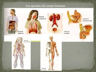Los aparatos del cuerpo humano
 