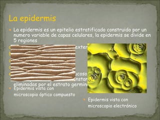 La epidermis
● La epidermis es un epitelio estratificado construido por un
numero variable de capas celulares, la epidermis se divide en
5 regiones
a) el estrato corneo o el mas externo
b) el estrato lucido
c) el estrato espinoso
d) el estrato granuloso
e) el estrato germinativo o mucoso que es el mas interno, las
tres capas mas externas constan de células muertas
eliminadas por el estrato germinativo
● Epidermis vista con
microscopio óptico compuesto
● Epidermis vista con
microscopio electrónico
 