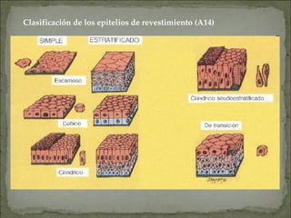 Clasificación de los epitelios de revestimiento (A14)
 