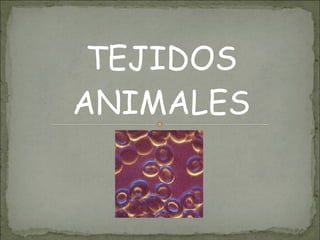 TEJIDOS
ANIMALES
 