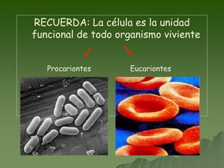 RECUERDA: La célula es la unidad
funcional de todo organismo viviente
Procariontes Eucariontes
 