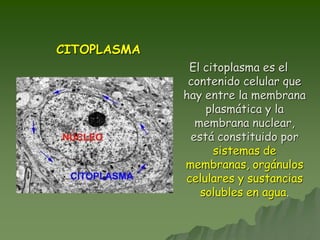 CITOPLASMA
El citoplasma es el
contenido celular que
hay entre la membrana
plasmática y la
membrana nuclear,
está constituido por
sistemas de
membranas, orgánulos
celulares y sustancias
solubles en agua.
 