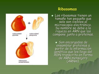 Ribosomas
 Los ribosomas tienen un
tamaño tan pequeño que
solo son visibles al
microscopio electrónico.
Su nombre se debe a la
riqueza en ARN que los
compone junto a proteínas.
 Son encargados de
ensamblar proteínas a
partir de la información
genética que les llega del
ADN transcrita en forma
de ARN mensajero
(ARNm).
 