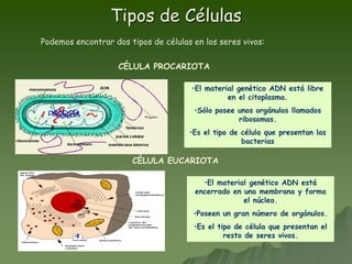 Tipos de Células
Podemos encontrar dos tipos de células en los seres vivos:
CÉLULA PROCARIOTA
•El material genético ADN está libre
en el citoplasma.
•Sólo posee unos orgánulos llamados
ribosomas.
•Es el tipo de célula que presentan las
bacterias
CÉLULA EUCARIOTA
•El material genético ADN está
encerrado en una membrana y forma
el núcleo.
•Poseen un gran número de orgánulos.
•Es el tipo de célula que presentan el
resto de seres vivos.
 