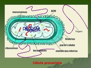Célula procariota
 