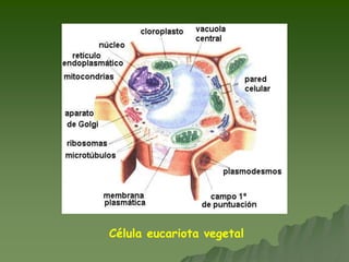 Célula eucariota vegetal
 