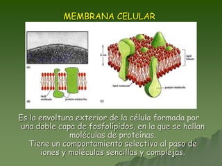 MEMBRANA CELULAR
Es la envoltura exterior de la célula formada por
una doble capa de fosfolípidos, en la que se hallan
moléculas de proteínas.
Tiene un comportamiento selectivo al paso de
iones y moléculas sencillas y complejas.
 