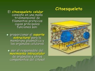 Citoesqueleto
El citoesqueleto celular
consiste en una malla
tridimensional de
filamentos proteicos
cuyas principales
funciones son:
 proporcionar el soporte
estructural para la
membrana plasmática y
los orgánulos celulares
 ser el responsable del
movimiento intracelular
de orgánulos y otros
componentes del citosol
 