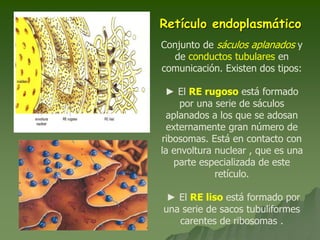 Retículo endoplasmático
Conjunto de sáculos aplanados y
de conductos tubulares en
comunicación. Existen dos tipos:
► El RE rugoso está formado
por una serie de sáculos
aplanados a los que se adosan
externamente gran número de
ribosomas. Está en contacto con
la envoltura nuclear , que es una
parte especializada de este
retículo.
► El RE liso está formado por
una serie de sacos tubuliformes
carentes de ribosomas .
 