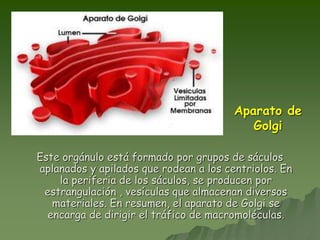 Aparato de
Golgi
Este orgánulo está formado por grupos de sáculos
aplanados y apilados que rodean a los centriolos. En
la periferia de los sáculos, se producen por
estrangulación , vesículas que almacenan diversos
materiales. En resumen, el aparato de Golgi se
encarga de dirigir el tráfico de macromoléculas.
 
