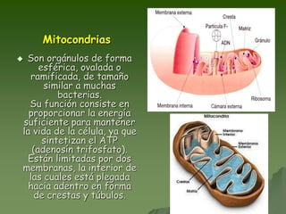 Mitocondrias
 Son orgánulos de forma
esférica, ovalada o
ramificada, de tamaño
similar a muchas
bacterias.
Su función consiste en
proporcionar la energía
suficiente para mantener
la vida de la célula, ya que
sintetizan el ATP
(adenosín trifosfato).
Están limitadas por dos
membranas, la interior de
las cuales está plegada
hacia adentro en forma
de crestas y túbulos.
 