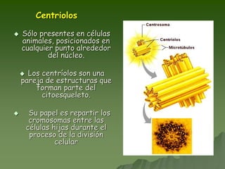 Centriolos
 Sólo presentes en células
animales, posicionados en
cualquier punto alrededor
del núcleo.
 Los centríolos son una
pareja de estructuras que
forman parte del
citoesqueleto.
 Su papel es repartir los
cromosomas entre las
células hijas durante el
proceso de la división
celular
 