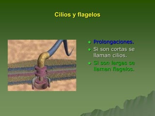 Cilios y flagelos
 Prolongaciones.
 Si son cortas se
llaman cilios.
 Si son largas se
llaman flagelos.
 