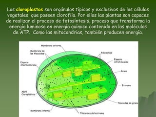 Los cloroplastos son orgánulos típicos y exclusivos de las células
vegetales que poseen clorofila. Por ellos las plantas son capaces
de realizar el proceso de fotosíntesis, proceso que transforma la
energía luminosa en energía química contenida en las moléculas
de ATP. Como las mitocondrias, también producen energía.
 