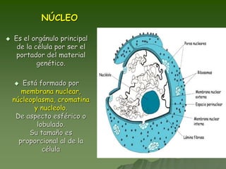 NÚCLEO
 Es el orgánulo principal
de la célula por ser el
portador del material
genético.
 Está formado por
membrana nuclear,
núcleoplasma, cromatina
y nucleolo.
De aspecto esférico o
lobulado.
Su tamaño es
proporcional al de la
célula
 