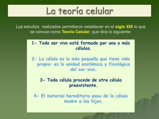 La teoría celular
Los estudios realizados permitieron establecer en el siglo XIX lo que
se conoce como Teoría Celular, que dice lo siguiente:
1- Todo ser vivo está formado por una o más
células.
2- La célula es lo más pequeño que tiene vida
propia: es la unidad anatómica y fisiológica
del ser vivo.
3- Toda célula procede de otra célula
preexistente.
4- El material hereditario pasa de la célula
madre a las hijas.
 