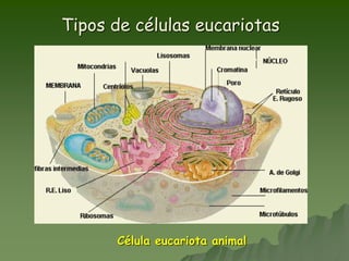 Tipos de células eucariotas
Célula eucariota animal
 