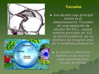 Vacuolas
 Son sáculos cuya principal
misión es el
almacenamiento. Proceden
del engrosamiento de
sáculos del R.E.L., aunque
también proceden del A.G.,
de las mitocondrias, de los
plastos o de invaginaciones
de la membrana plasmática.
 Su misión es almacenar
sustancias de reserva,
como sales minerales,
ácidos, proteínas
 