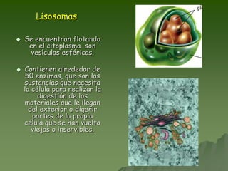 Lisosomas
 Se encuentran flotando
en el citoplasma son
vesículas esféricas.
 Contienen alrededor de
50 enzimas, que son las
sustancias que necesita
la célula para realizar la
digestión de los
materiales que le llegan
del exterior o digerir
partes de la propia
célula que se han vuelto
viejas o inservibles.
 
