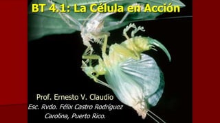 BT 4.1: La Célula en Acción
Prof. Ernesto V. Claudio
Esc. Rvdo. Félix Castro Rodríguez
Carolina, Puerto Rico.
 