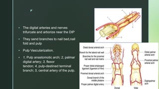 z
 The digital arteries and nerves
trifurcate and arborize near the DIP
 They send branches to nail bed,nail
fold and pulp
 Pulp Vascularization.
 1, Pulp anastomotic arch; 2, palmar
digital artery; 3, flexor
tendon; 4, pulp-destined terminal
branch; 5, central artery of the pulp.
 