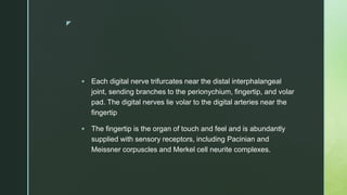 z
 Each digital nerve trifurcates near the distal interphalangeal
joint, sending branches to the perionychium, fingertip, and volar
pad. The digital nerves lie volar to the digital arteries near the
fingertip
 The fingertip is the organ of touch and feel and is abundantly
supplied with sensory receptors, including Pacinian and
Meissner corpuscles and Merkel cell neurite complexes.
 