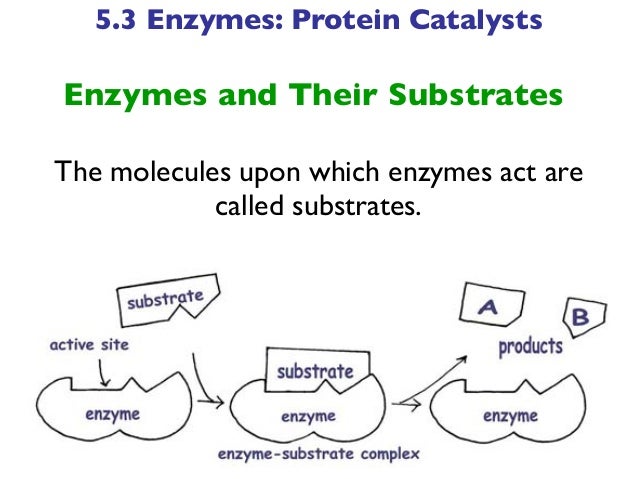 Biotechnology Chapter Five Lecture Proteins (part b)