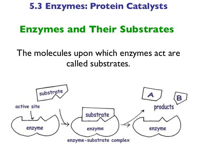 Biotechnology Chapter Five Lecture- Proteins (part b) - Enzyme Cut Out Activity Answer Key